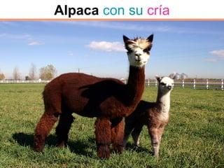 Alpaca con su cría
 