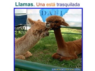 Llamas. Una está trasquilada
 