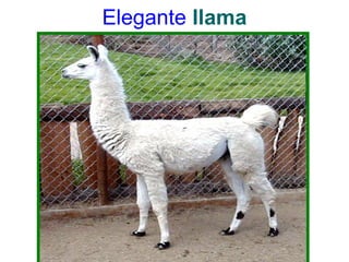 Elegante llama
 
