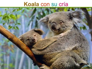 Koala con su cría
 