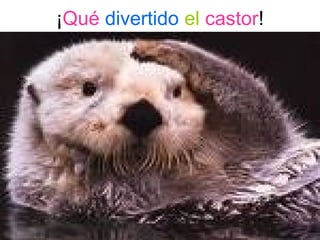 ¡Qué divertido el castor!
 