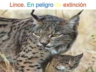Lince. En peligro de extinción
 