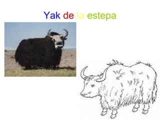 Yak de la estepa
 