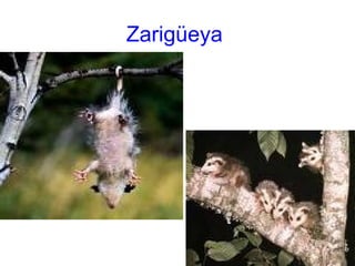 Zarigüeya
 