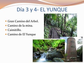 Día 3 y 4- EL YUNQUE
 Gran Camino del Arbol.
 Camino de la mina.
 Caimitillo.
 Camino de El Yunque
 