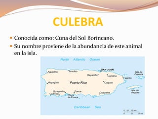 CULEBRA
 Conocida como: Cuna del Sol Borincano.
 Su nombre proviene de la abundancia de este animal
en la isla.
 