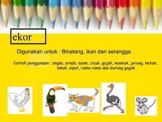 ekor
Digunakan untuk : Binatang, ikan dan serangga.
Contoh penggunaan : angsa, arnab, ayam, cicak, gajah, nyamuk, jerung, ketam,
lebah, siput, rama-rama dan burung gagak
 