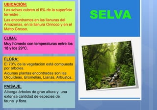 UBICACIÓN:
Las selvas cubren el 6% de la superficie
terrestre .
Las encontramos en las llanuras del
Amazonas, en la llanura Orinoco y en el
Matto Grosso.
FLORA:
El 70% de la vegetación está compuesta
por árboles.
Algunas plantas encontradas son las
Orquídeas, Bromelias, Lianas, Arbustos.
PAISAJE:
Alberga árboles de gran altura y una
extensa cantidad de especies de
fauna y flora.
 