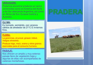 UBICACIÓN:
Podemos encontrar praderas en varios
continentes como en América del Norte
y del Sur abarcando Argentina, así como
en África del Sur, Eurasia Central y
Australia.
Es húmedo, semiárido, con veranos
cálidos de alrededor de 21°C E inviernos
fríos.
FLORA:
La gramínea, el juncal, girasol, trébol,
índigos silvestres.
Produce trigo, maíz, avena y otros granos
esenciales para el consumo humano.
PAISAJE:
Nos ofrecen un amplio y muy extenso
paisaje lleno de vegetación baja y
algunas de ellas van acompañadas de
cadenas montañosas.
 