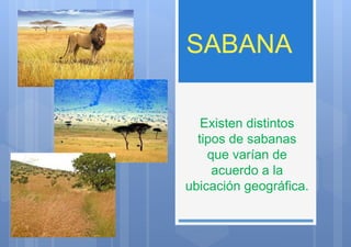 Existen distintos
tipos de sabanas
que varían de
acuerdo a la
ubicación geográfica.
 