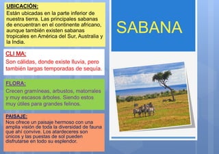 UBICACIÓN:
Están ubicadas en la parte inferior de
nuestra tierra. Las principales sabanas
de encuentran en el continente africano,
aunque también existen sabanas
tropicales en América del Sur, Australia y
la India.
Son cálidas, donde existe lluvia, pero
también largas temporadas de sequía.
FLORA:
Crecen gramíneas, arbustos, matorrales
y muy escasos árboles. Siendo estos
muy útiles para grandes felinos.
PAISAJE:
Nos ofrece un paisaje hermoso con una
amplia visión de toda la diversidad de fauna
que ahí convive. Los atardeceres son
únicos y las puestas de sol pueden
disfrutarse en todo su esplendor.
 