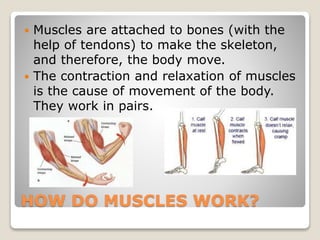 What are Muscles? | PPTX