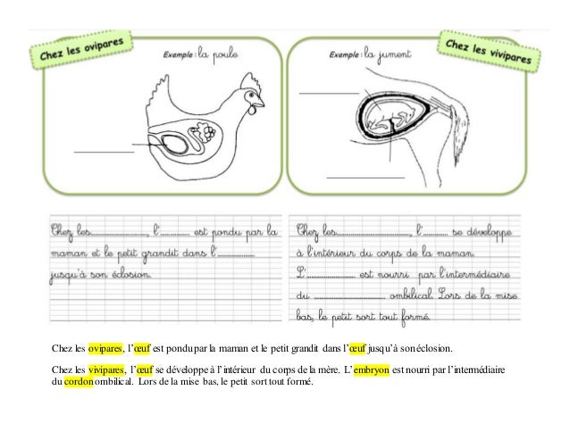 Comment Naissent Les Animaux