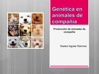 Producción de animales de
compañía
Xiadani Aguilar Ramírez
 