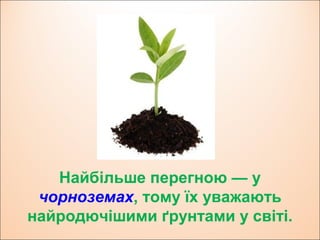 Найбільше перегною — у
чорноземах, тому їх уважають
найродючішими ґрунтами у світі.
 