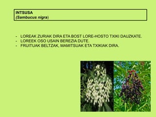 INTSUSA
(Sambucus nigra)
- LOREAK ZURIAK DIRA ETA BOST LORE-HOSTO TXIKI DAUZKATE.
- LOREEK OSO USAIN BEREZIA DUTE.
- FRUITUAK BELTZAK, MAMITSUAK ETA TXIKIAK DIRA.
 