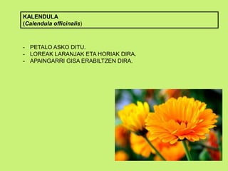KALENDULA
(Calendula officinalis)
- PETALO ASKO DITU.
- LOREAK LARANJAK ETA HORIAK DIRA.
- APAINGARRI GISA ERABILTZEN DIRA.
 