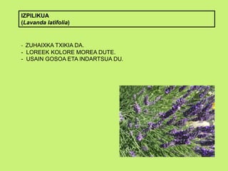 IZPILIKUA
(Lavanda latifolia)
- ZUHAIXKA TXIKIA DA.
- LOREEK KOLORE MOREA DUTE.
- USAIN GOSOA ETA INDARTSUA DU.
 