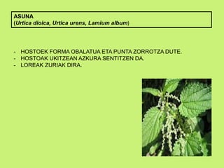ASUNA
(Urtica dioica, Urtica urens, Lamium album)
- HOSTOEK FORMA OBALATUA ETA PUNTA ZORROTZA DUTE.
- HOSTOAK UKITZEAN AZKURA SENTITZEN DA.
- LOREAK ZURIAK DIRA.
 
