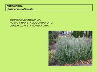 ERROMEROA
(Rosmarinus officinalis)
- ZUHAIXKA USAINTSUA DA.
- HOSTO FINAK ETA GOGORRAK DITU.
- LOREAK ZURI ETA MOREAK DIRA.
 