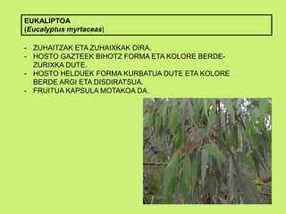 EUKALIPTOA
(Eucalyptus myrtaceas)
- ZUHAITZAK ETA ZUHAIXKAK DIRA.
- HOSTO GAZTEEK BIHOTZ FORMA ETA KOLORE BERDE-
ZURIXKA DUTE.
- HOSTO HELDUEK FORMA KURBATUA DUTE ETA KOLORE
BERDE ARGI ETA DISDIRATSUA.
- FRUITUA KAPSULA MOTAKOA DA.
 