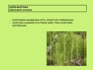 AZERI-BUZTANA
(Equisetum arvense)
- ZURTOINAK ADABEGIAK DITU, ERAZTUN FORMAKOAK.
- HOSTOAK UGARIAK ETA FINAK DIRA, PINU-HOSTOEN
ANTZEKOAK.
 