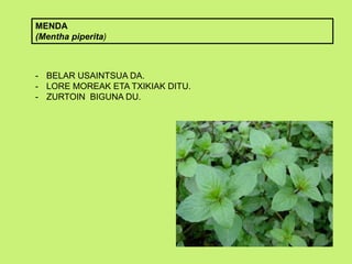 MENDA
(Mentha piperita)
- BELAR USAINTSUA DA.
- LORE MOREAK ETA TXIKIAK DITU.
- ZURTOIN BIGUNA DU.
 