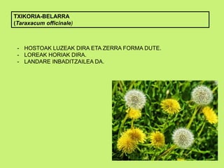 TXIKORIA-BELARRA
(Taraxacum officinale)
- HOSTOAK LUZEAK DIRA ETA ZERRA FORMA DUTE.
- LOREAK HORIAK DIRA.
- LANDARE INBADITZAILEA DA.
 