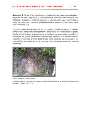 PLAN DE MANEJO AMBIENTAL – TITULO FGD-081 30
Segmento 2 (72 m). Esta constituido principalmente por capas muy delgadas y
delgadas de cherts negros (N3) con esporádicas intercalaciones de capas muy
delgadas y delgadas de fosforitas; además, se intercalan con capas o conjuntos de
capas muy delgadas y delgadas de lodolitas silíceas negras (N3) que meteorizan a
color crema (5Y 5/2).
Los cherts presentan también orificios por disolución de foraminíferos, al parecer,
planctónicos; las fosforitas corresponden a packstones con restos óseos de peces,
pellets o foraminíferos (principalmente bentónicos), en porcentajes variables; el
tamaño de los granos oscila entre arena gruesa y gránulo. Las lodolitas silíceas
presentan frecuentes láminas discontinuas plano-paralelas por acumulación de
foraminíferos bentónicos y menos comunes, restos de peces (escamas, espinas,
vértebras).
Foto 3. Formación Lidita Superior.
Contacto entre los conjuntos de capas de arcillolitas compactas y de lodolitas compactas del
segmento 1 (metro 108 a 111).
 