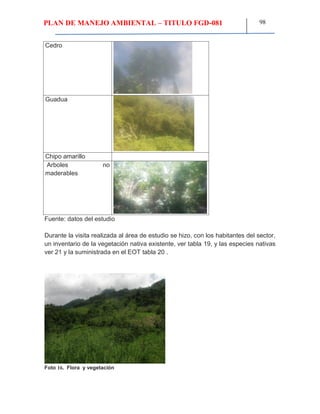 PLAN DE MANEJO AMBIENTAL – TITULO FGD-081 98
Cedro
Guadua
Chipo amarillo
Arboles no
maderables
Fuente: datos del estudio
Durante la visita realizada al área de estudio se hizo, con los habitantes del sector,
un inventario de la vegetación nativa existente, ver tabla 19, y las especies nativas
ver 21 y la suministrada en el EOT tabla 20 .
Foto 16. Flora y vegetación
 