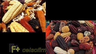 Pré colombianos: Maias, Astecas, Incas 2020