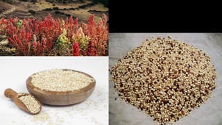 Pré colombianos: Maias, Astecas, Incas 2020