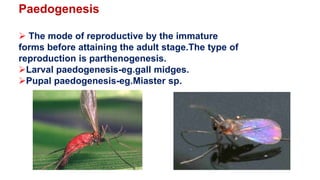 Miaster Sp Insect Kk | PPTX
