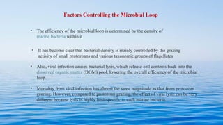 Factors Controlling the Microbial Loop
• The efficiency of the microbial loop is determined by the density of
marine bacteria within it
• It has become clear that bacterial density is mainly controlled by the grazing
activity of small protozoans and various taxonomic groups of flagellates
• Also, viral infection causes bacterial lysis, which release cell contents back into the
dissolved organic matter (DOM) pool, lowering the overall efficiency of the microbial
loop.
• Mortality from viral infection has almost the same magnitude as that from protozoan
grazing. However, compared to protozoan grazing, the effect of viral lysis can be very
different because lysis is highly host-specific to each marine bacteria.
 