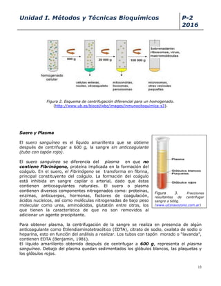 Unidad I. Métodos y Técnicas Bioquímicos P-2
2016
13
Figura 2. Esquema de centrifugación diferencial para un homogenado.
(http://www.ub.es/biocel/wbc/images/inmunocitoquimica-s3).
Suero y Plasma
El suero sanguíneo es el líquido amarillento que se obtiene
después de centrifugar a 600 g, la sangre sin anticoagulante
(tubo con tapón rojo).
El suero sanguíneo se diferencia del plasma en que no
contiene Fibrinógeno, proteína implicada en la formación del
coágulo. En el suero, el Fibrinógeno se transforma en fibrina,
principal constituyente del coágulo. La formación del coágulo
está inhibida en sangre capilar o arterial, dado que éstas
contienen anticoagulantes naturales. El suero o plasma
contienen diversos componentes nitrogenados como: proteínas,
enzimas, anticuerpos, hormonas, factores de coagulación,
ácidos nucleicos, así como moléculas nitrogenadas de bajo peso
molecular como urea, aminoácidos, glutatión entre otros, los
que tienen la característica de que no son removidos al
adicionar un agente precipitante.
Para obtener plasma, la centrifugación de la sangre se realiza en presencia de algún
anticoagulante como Etilendiaminotetracético (EDTA), citrato de sodio, oxalato de sodio o
heparina, esto en función del análisis a realizar. Los tubos con tapón morado o “lavanda”,
contienen EDTA (Benjamin, 1981).
El líquido amarillento obtenido después de centrifugar a 600 g, representa el plasma
sanguíneo. Debajo del plasma quedan sedimentados los glóbulos blancos, las plaquetas y
los glóbulos rojos.
Figura 3. Fracciones
resultantes de centrifugar
sangre a 600g.
(www.ulcerayozono.com.ar)
.
 