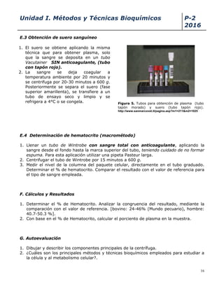 Unidad I. Métodos y Técnicas Bioquímicos P-2
2016
16
E.3 Obtención de suero sanguíneo
E.4 Determinación de hematocrito (macrométodo)
1. Llenar un tubo de Wintrobe con sangre total con anticoagulante, aplicando la
sangre desde el fondo hasta la marca superior del tubo, teniendo cuidado de no formar
espuma. Para esta aplicación utilizar una pipeta Pasteur larga.
2. Centrifugar el tubo de Wintrobe por 15 minutos a 600 g.
3. Medir el nivel de la columna del paquete celular, directamente en el tubo graduado.
Determinar el % de hematocrito. Comparar el resultado con el valor de referencia para
el tipo de sangre empleada.
F. Cálculos y Resultados
1. Determinar el % de Hematocrito. Analizar la congruencia del resultado, mediante la
comparación con el valor de referencia. [bovino: 24-46% (Mundo pecuario), hombre:
40.7-50.3 %].
2. Con base en el % de Hematocrito, calcular el porciento de plasma en la muestra.
G. Autoevaluación
1. Dibujar y describir los componentes principales de la centrífuga.
2. ¿Cuáles son los principales métodos y técnicas bioquímicos empleados para estudiar a
la célula y al metabolismo celular?.
Figura 5. Tubos para obtención de plasma (tubo
tapón morado) y suero (tubo tapón rojo).
http://www.sanmarcovet.it/pagina.asp?m1=211&m2=1025
1. El suero se obtiene aplicando la misma
técnica que para obtener plasma, solo
que la sangre se deposita en un tubo
Vacutainer SIN anticoagulante, (tubo
con tapón rojo).
2. La sangre se deja coagular a
temperatura ambiente por 20 minutos y
se centrifuga por 20-30 minutos a 600 g.
Posteriormente se separa el suero (fase
superior amarillenta), se transfiere a un
tubo de ensayo seco y limpio y se
refrigera a 4°C o se congela.
 