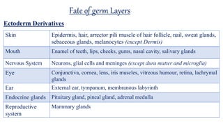 Fate of germ Layers
Skin Epidermis, hair, arrector pili muscle of hair follicle, nail, sweat glands,
sebaceous glands, melanocytes (except Dermis)
Mouth Enamel of teeth, lips, cheeks, gums, nasal cavity, salivary glands
Nervous System Neurons, glial cells and meninges (except dura matter and microglia)
Eye Conjunctiva, cornea, lens, iris muscles, vitreous humour, retina, lachrymal
glands
Ear External ear, tympanum, membranous labyrinth
Endocrine glands Pituitary gland, pineal gland, adrenal medulla
Reproductive
system
Mammary glands
Ectoderm Derivatives
 