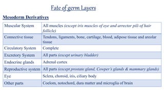 Fate of germ Layers
Muscular System All muscles (except iris muscles of eye and arrector pili of hair
follicle)
Connective tissue Tendons, ligaments, bone, cartilage, blood, adipose tissue and areolar
tissue
Circulatory System Complete
Excretory System All parts (except urinary bladder)
Endocrine glands Adrenal cortex
Reproductive system All parts (except prostate gland, Cowper’s glands & mammary glands)
Eye Sclera, choroid, iris, ciliary body
Other parts Coelom, notochord, dura matter and microglia of brain
Mesoderm Derivatives
 