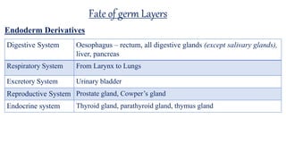 Fate of germ Layers
Digestive System Oesophagus – rectum, all digestive glands (except salivary glands),
liver, pancreas
Respiratory System From Larynx to Lungs
Excretory System Urinary bladder
Reproductive System Prostate gland, Cowper’s gland
Endocrine system Thyroid gland, parathyroid gland, thymus gland
Endoderm Derivatives
 