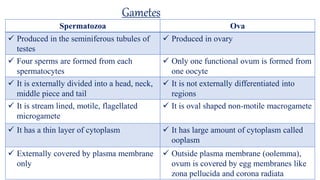 Gametes
Spermatozoa Ova
 Produced in the seminiferous tubules of
testes
 Produced in ovary
 Four sperms are formed from each
spermatocytes
 Only one functional ovum is formed from
one oocyte
 It is externally divided into a head, neck,
middle piece and tail
 It is not externally differentiated into
regions
 It is stream lined, motile, flagellated
microgamete
 It is oval shaped non-motile macrogamete
 It has a thin layer of cytoplasm  It has large amount of cytoplasm called
ooplasm
 Externally covered by plasma membrane
only
 Outside plasma membrane (oolemma),
ovum is covered by egg membranes like
zona pellucida and corona radiata
 