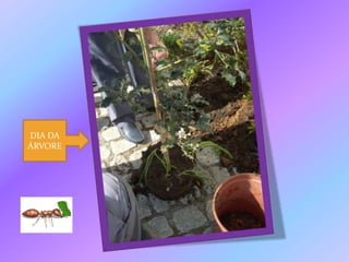 DIA DA ÁRVORE