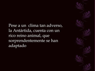 Pese a un  clima tan adverso, la Antártida, cuenta con un  rico reino animal, que sorprendentemente se han adaptado  