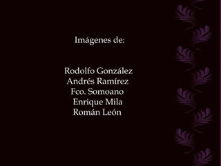 Imágenes de: Rodolfo González Andrés Ramírez Fco. Somoano Enrique Mila Román León 