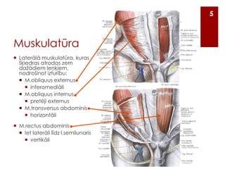 5

Muskulatūra
 Laterālā muskulatūra, kuras
šķiedras atrodas zem
dažādiem leņķiem,
nodrošinot izturību:
 M.obliquus externus
 inferomediāli
 M.obliquus internus
 pretēji externus
 M.transversus abdominis
 horizontāli
 M.rectus abdominis
 Iet laterāli līdz l.semilunaris
 vertikāli

 