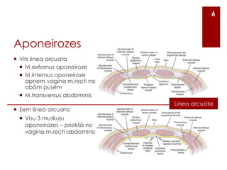 6

Aponeirozes
 Virs linea arcuata
 M.externus aponeiroze
 M.internus aponeiroze
apņem vagina m.recti no
abām pusēm
 M.transversus abdominis
 Zem linea arcuata

 Visu 3 muskuļu
aponeirozes – priekšā no
vagina m.recti abdominis

Linea arcuata

 
