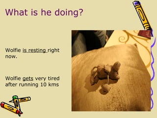 Bilde Wolfie  is resting  right now. Wolfie  get s  very tired  after running 10 kms What is he doing? 