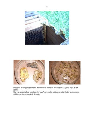 6




Porciones de Propóleos tomadas del interior de colmenas ubicadas en E. Ayarza Prov. de BA
(2008)
Una vez recolectado el propóleos “en bruto” ,con mucho cuidado se retiran todas las impurezas
visibles con una pinza diente de ratón.
 