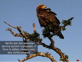 Après que ses nouveaux serres auront repoussés, il fera la même choses avec ses vielles plumes 