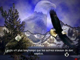 L’aigle vit plus longtemps que les autres oiseaux de son espèce. 