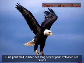 Il ne peut plus utiliser ses long serres pour attraper ses proies Quand il atteint 40 ans 
